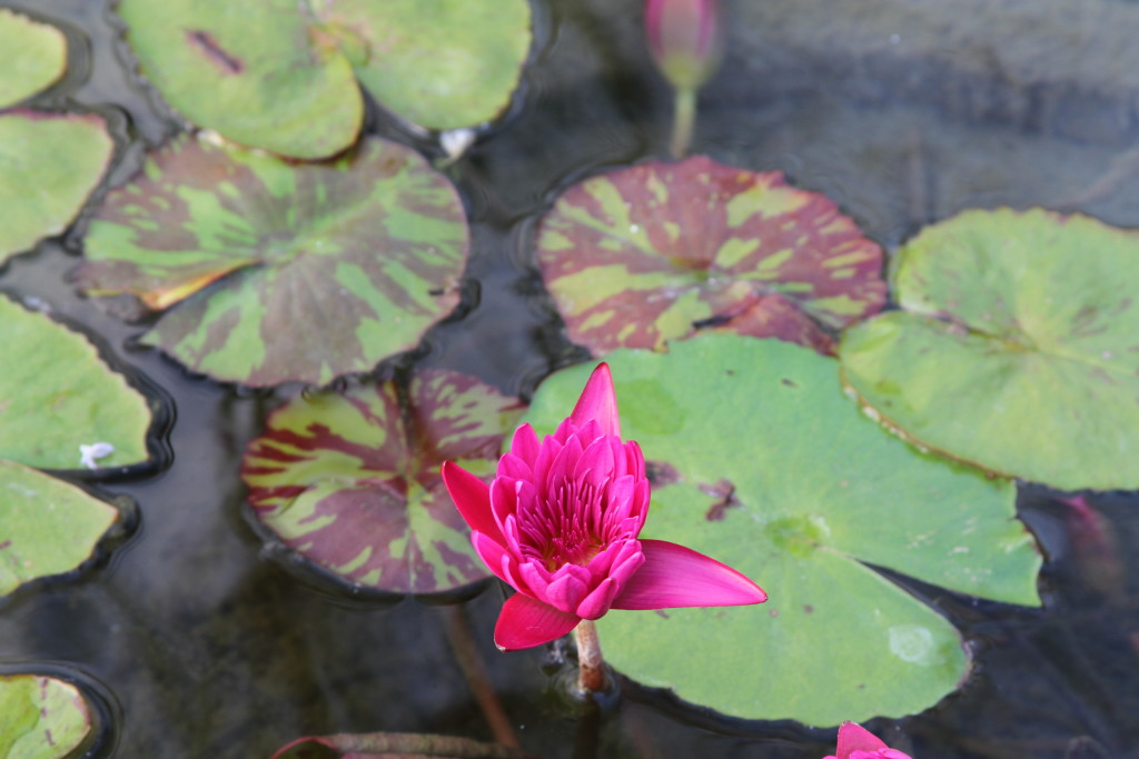 A Nature Prescription: TED TALK by Dr. Nooshin Razani | Plum Joyful